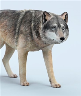 Common-Gray-wolf-16