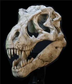 Wonder-Wild-Series-Tyrannosaurus-Rex-Skull-Fossil