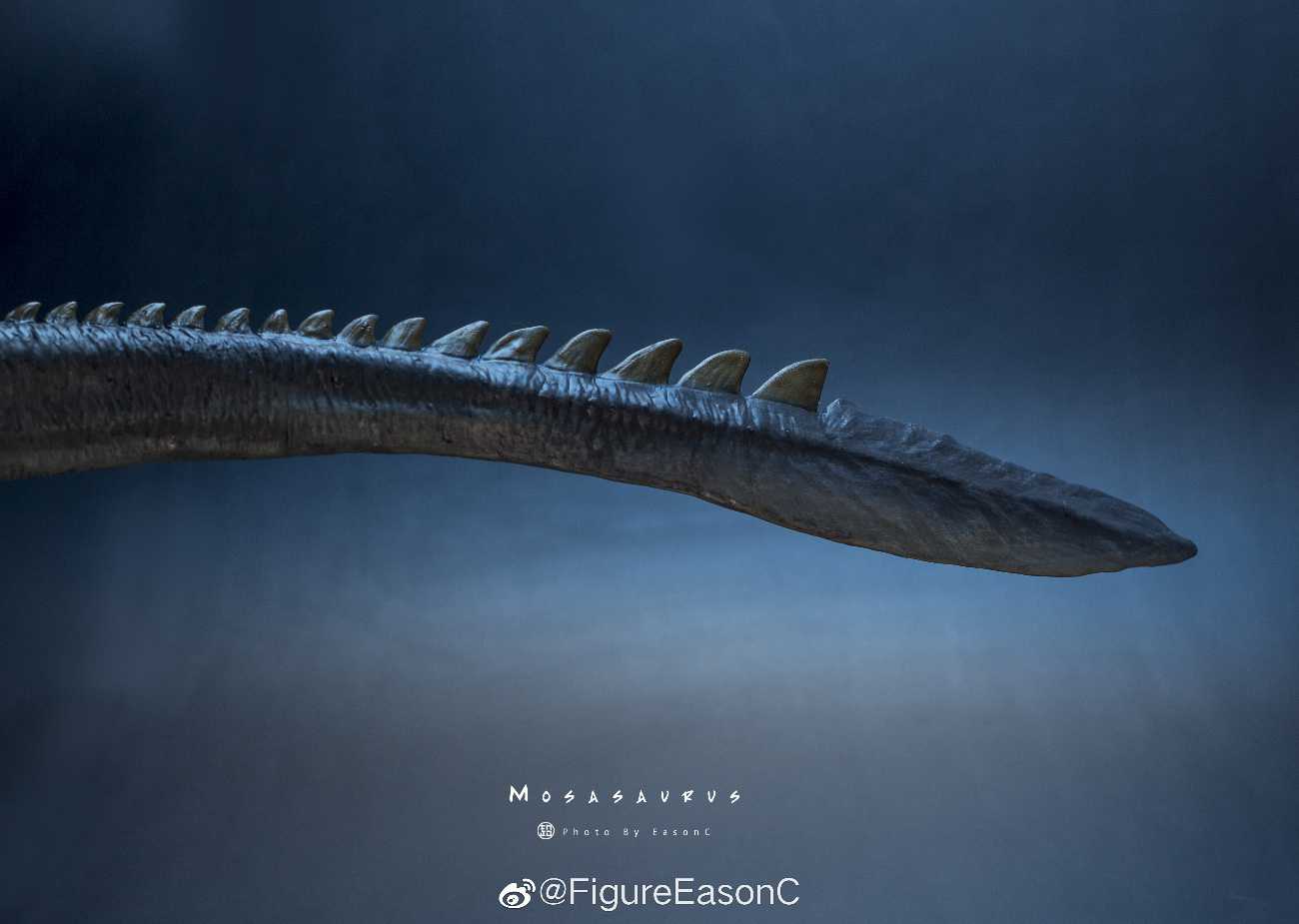 Mosasaurus