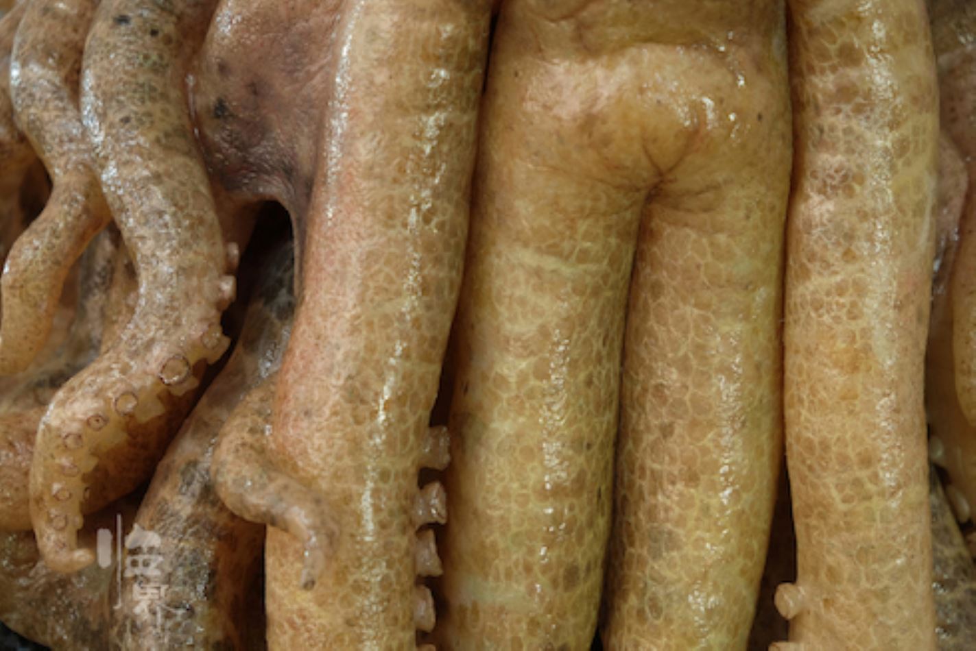 1:1 Silicone Bust Captain David Jones Octopus