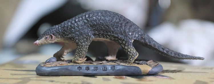 Animal GK model 1/6 Chinese pangolin