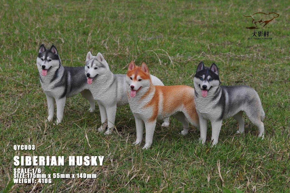 Husky 1/6 scale
