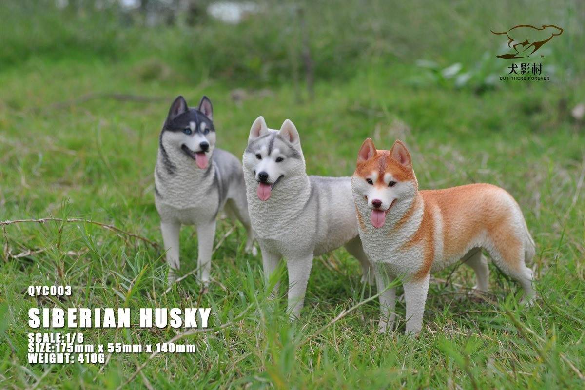 Husky 1/6 scale