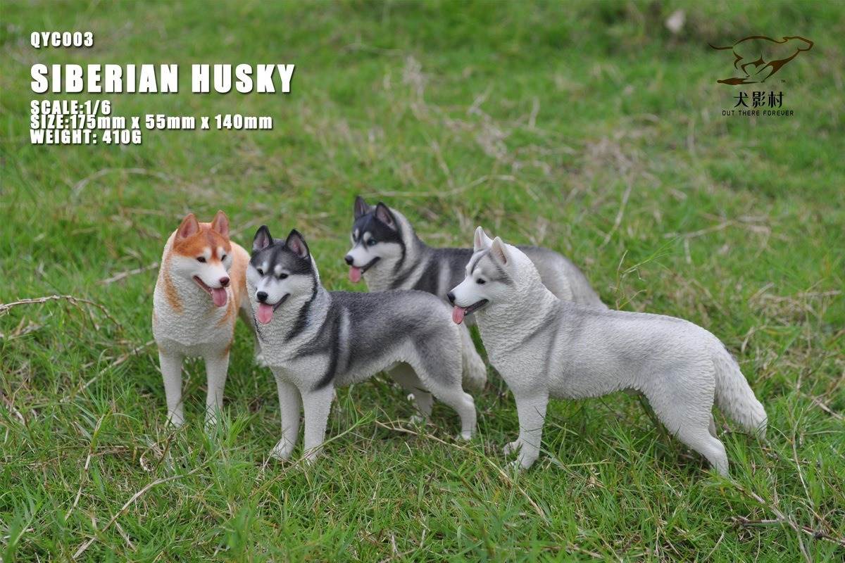 Husky 1/6 scale