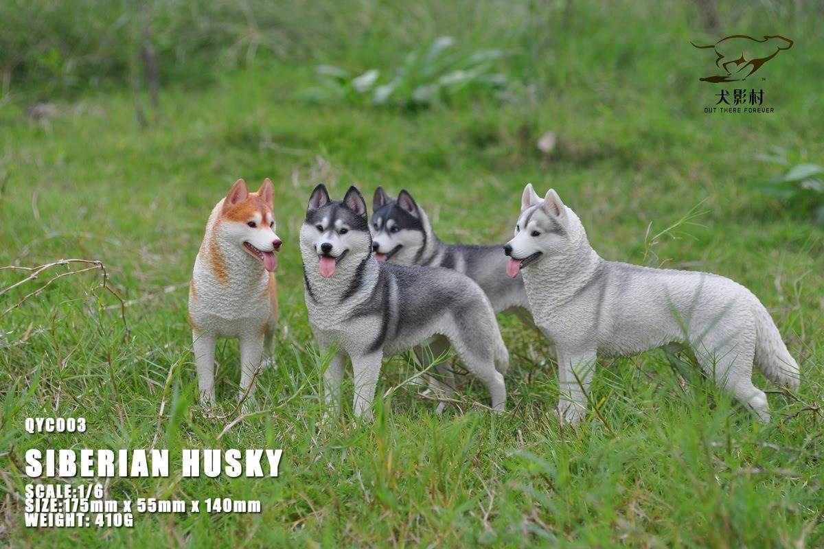Husky 1/6 scale