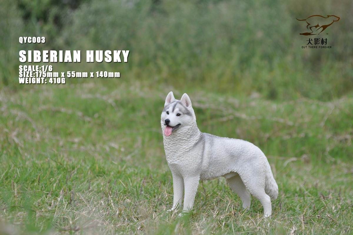Husky 1/6 scale