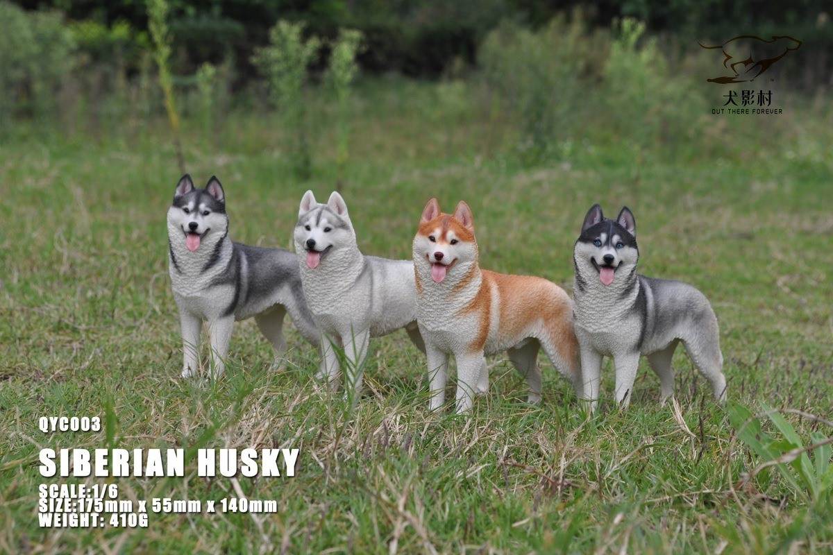 Husky 1/6 scale