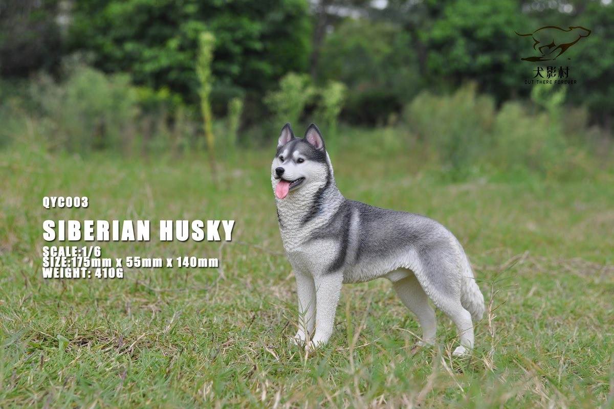 Husky 1/6 scale