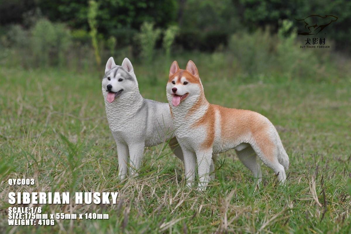Husky 1/6 scale
