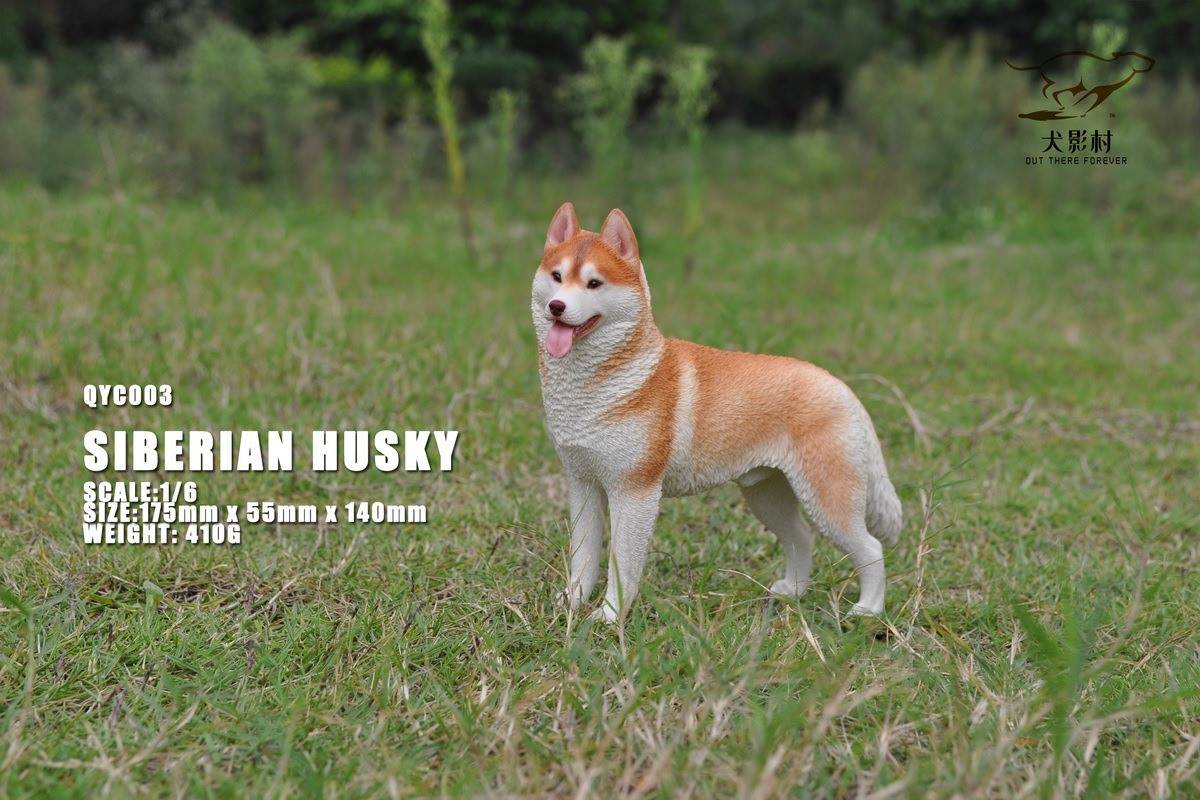 Husky 1/6 scale