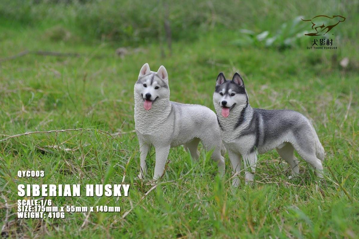 Husky 1/6 scale