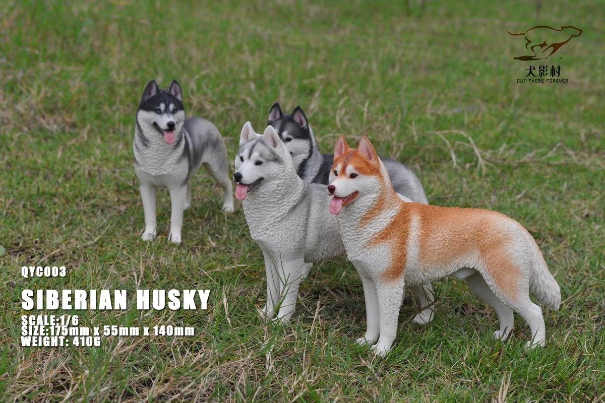 Husky 1/6 scale