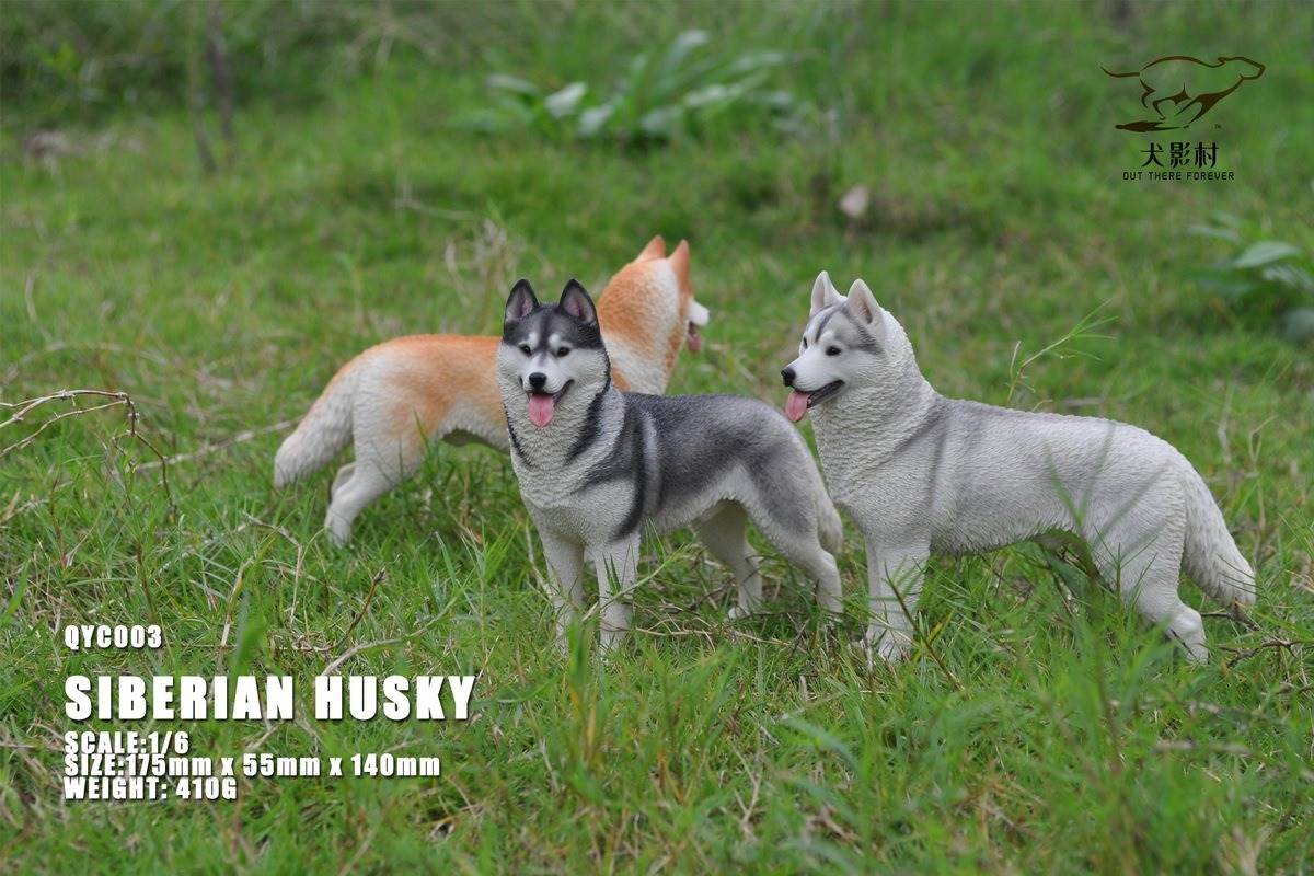 Husky 1/6 scale