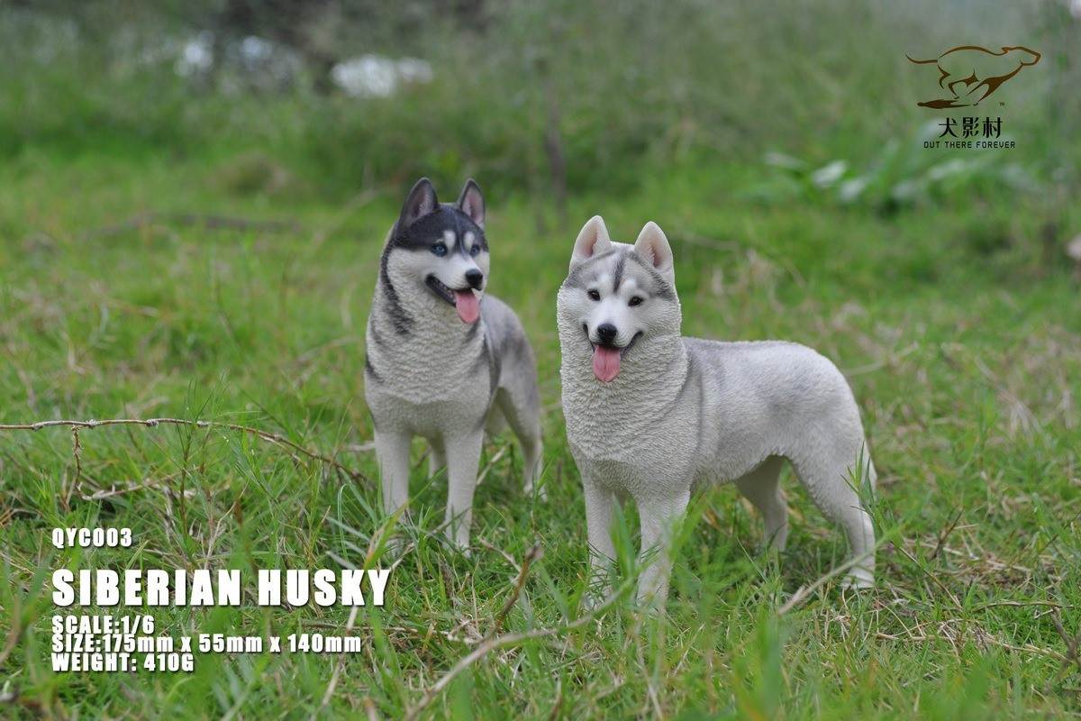 Husky 1/6 scale