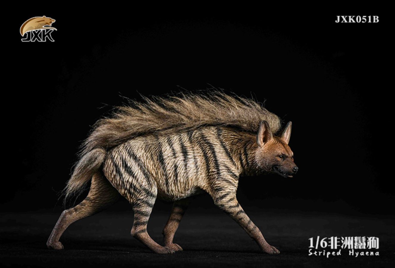 1/6 African Hyena