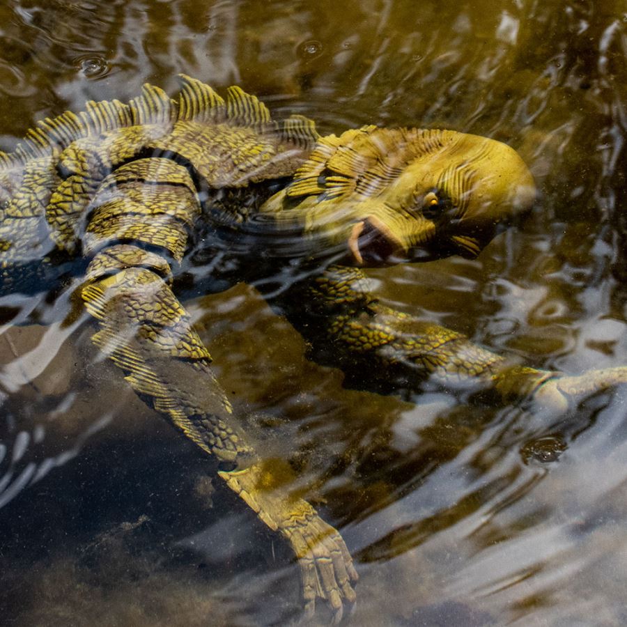 Creature from the Black Lagoon