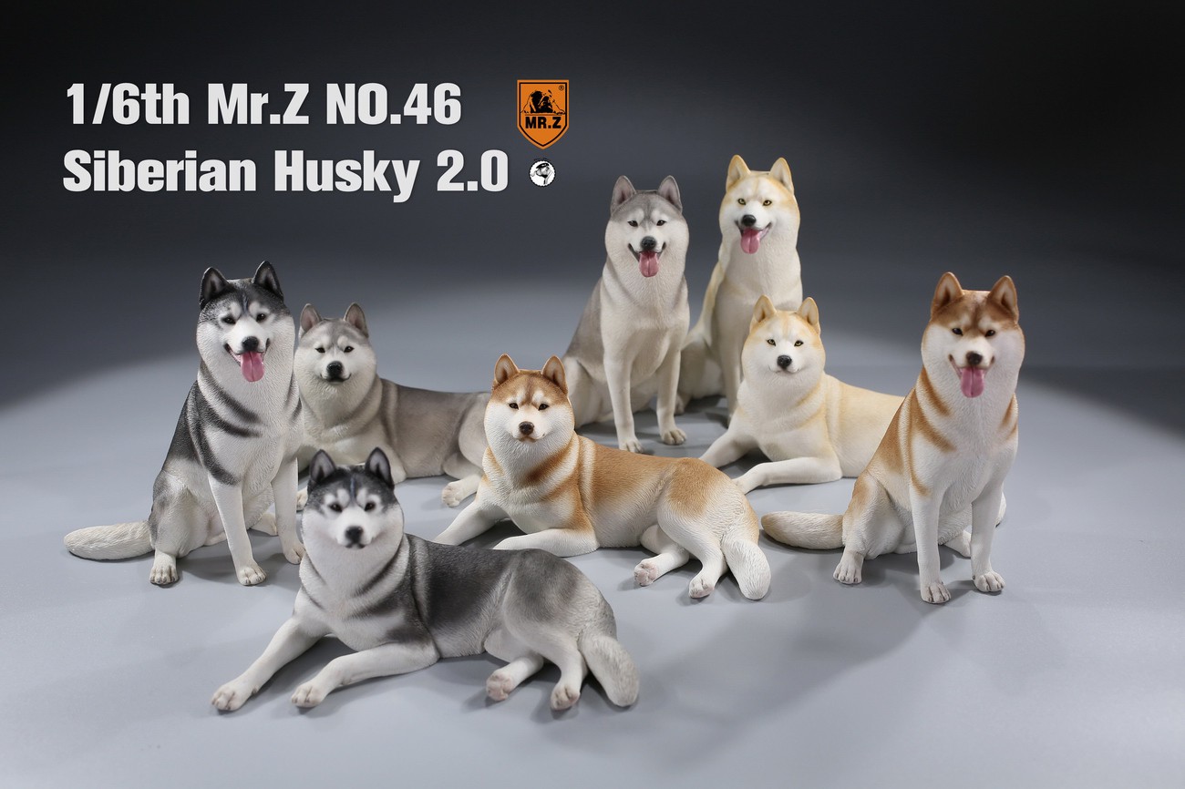 MR. Z Animal Model No.46: 1/6th Siberian Husky2.0