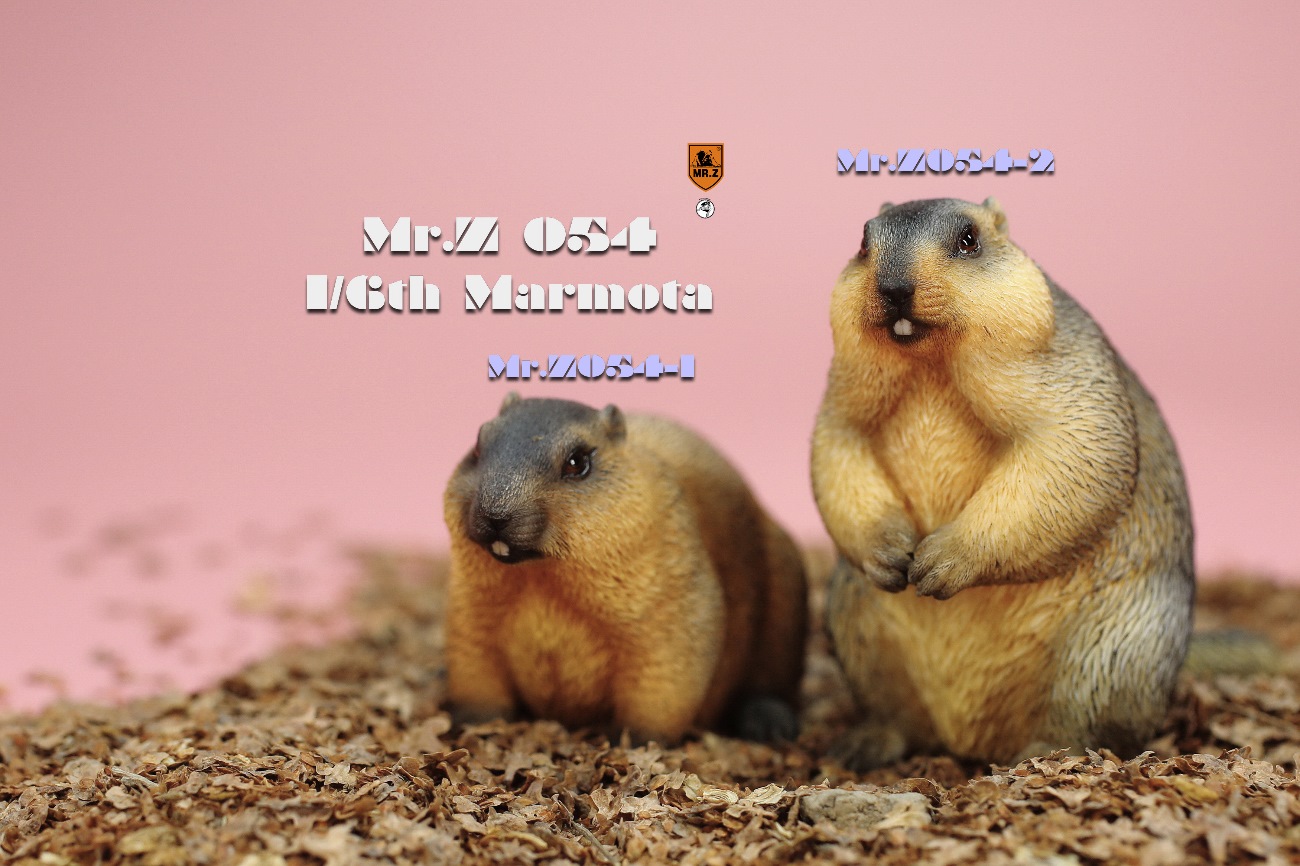 Marmota 1/6