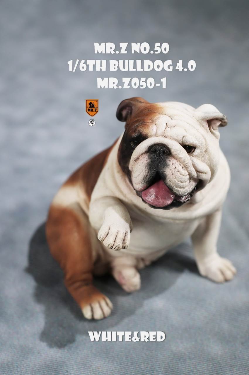 1/6 Animal Model No.50: 1/6th Bulldog V4.0 (all 5 colors)