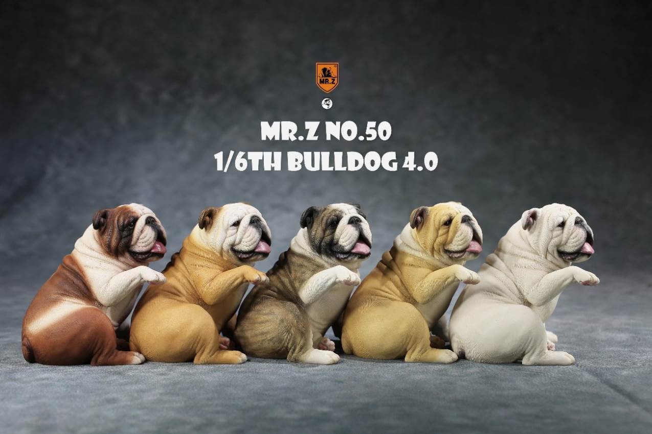 1/6 Animal Model No.50: 1/6th Bulldog V4.0 (all 5 colors)