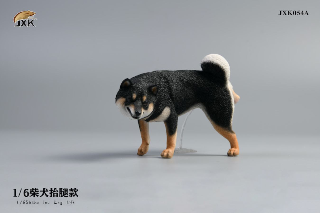 Shiba Inu squat/leg raise posture 1/6