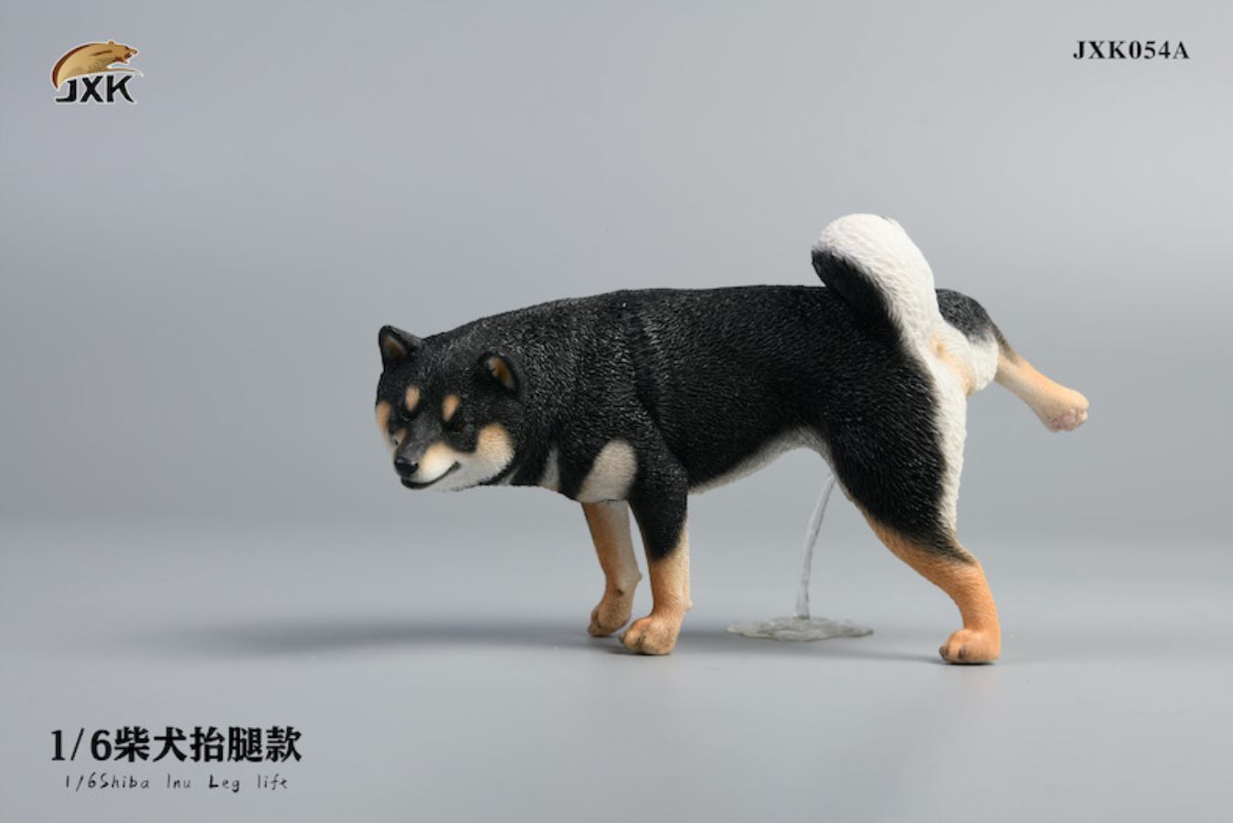Shiba Inu squat/leg raise posture 1/6