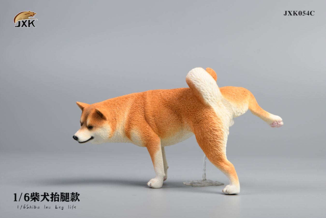 Shiba Inu squat/leg raise posture 1/6