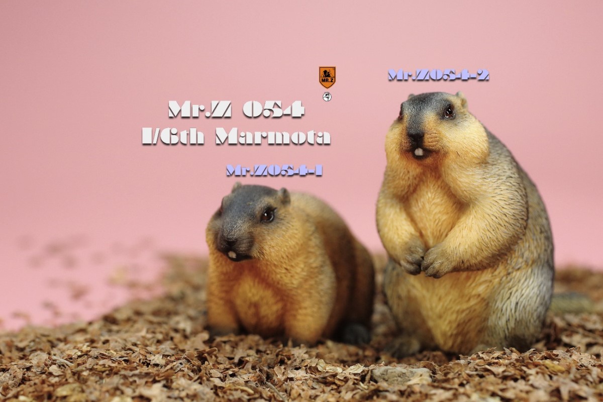 Marmota 1/6