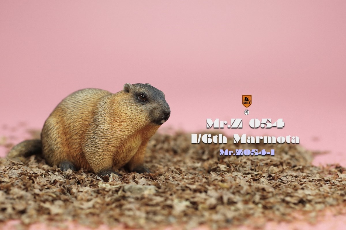 Marmota 1/6