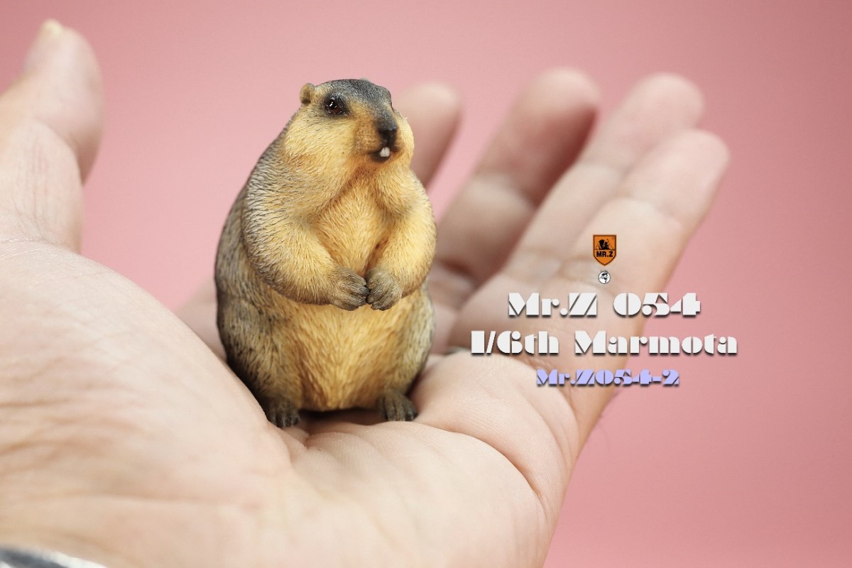 Marmota 1/6