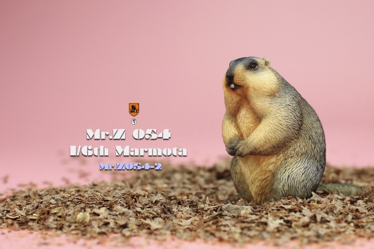 Marmota 1/6