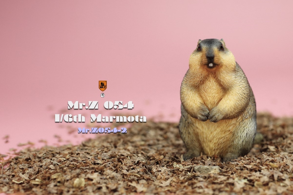 Marmota 1/6