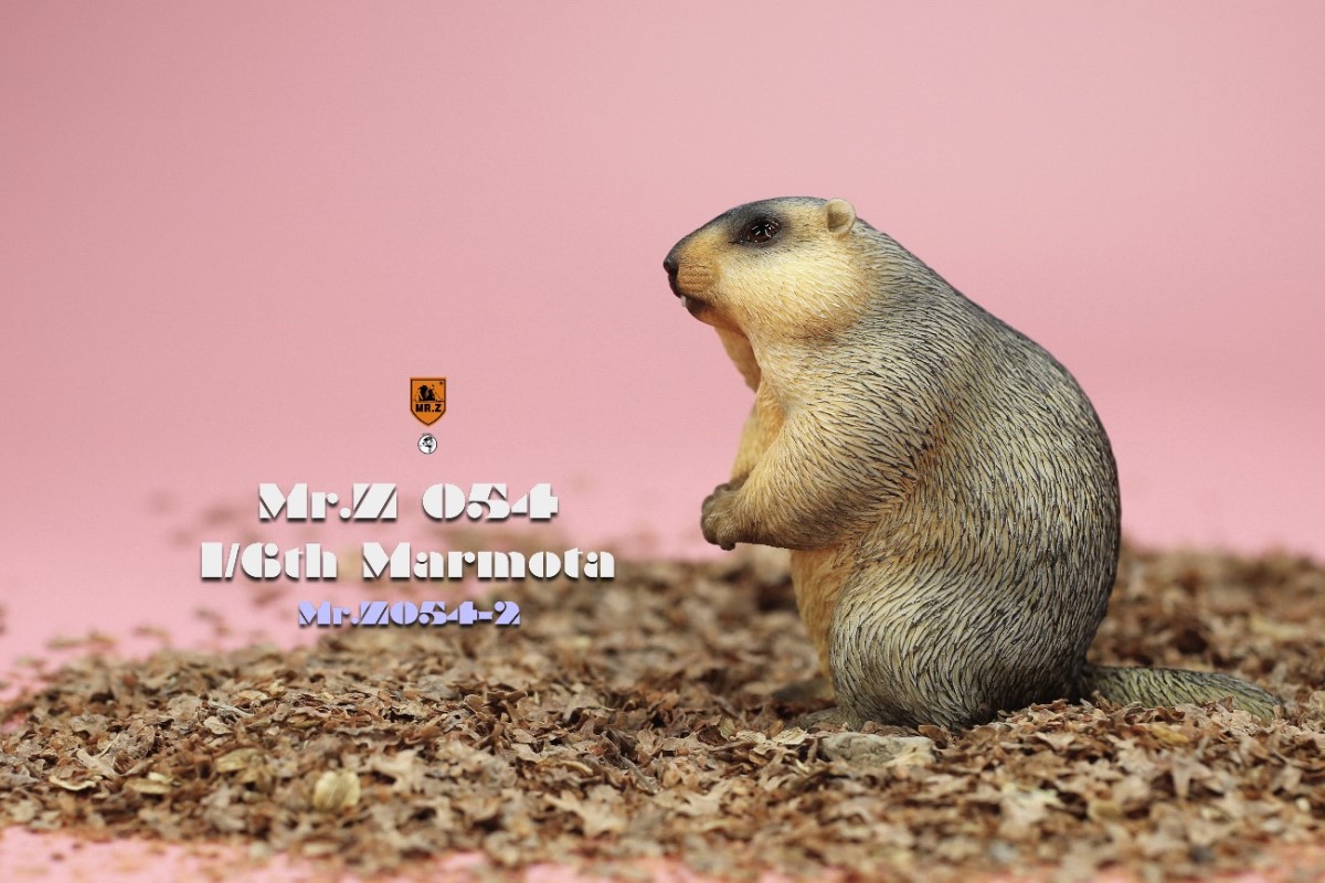 Marmota 1/6