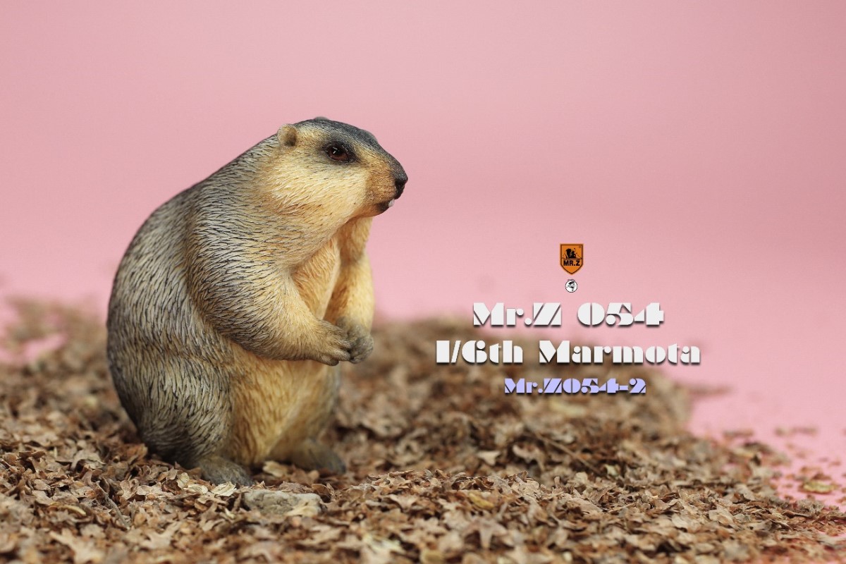 Marmota 1/6