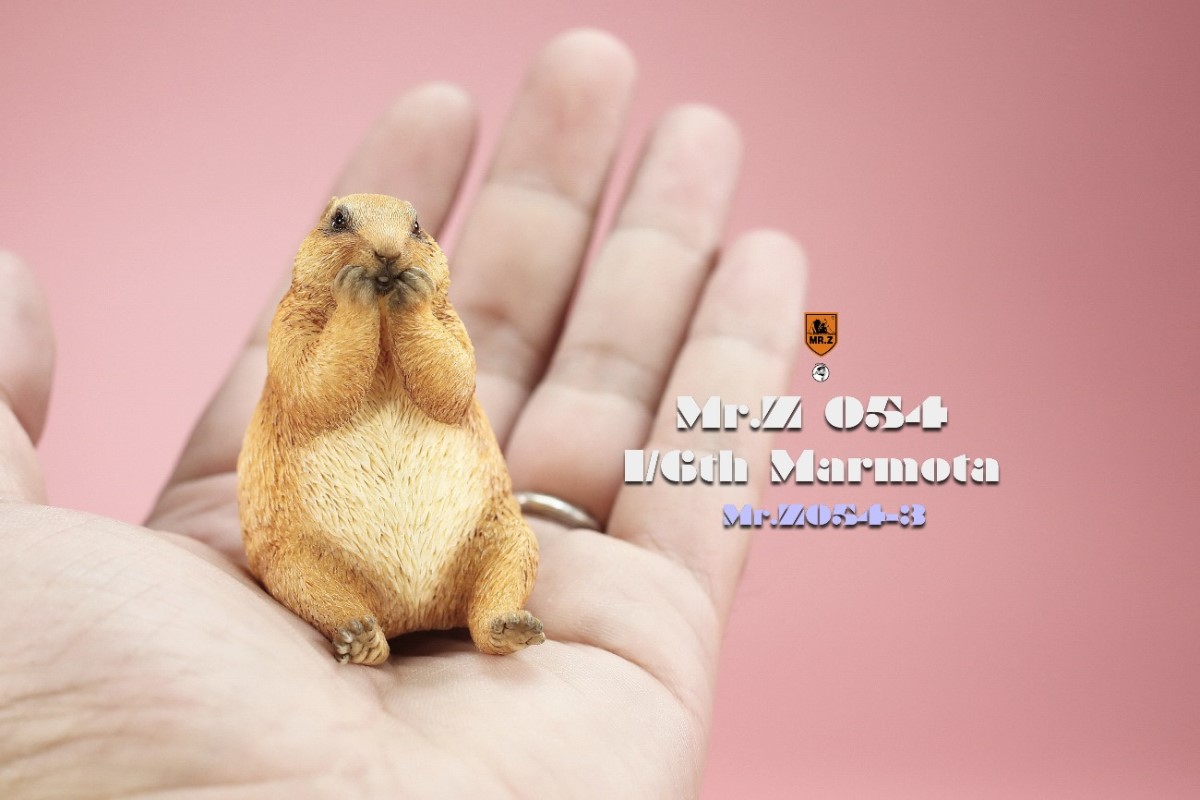 Marmota 1/6