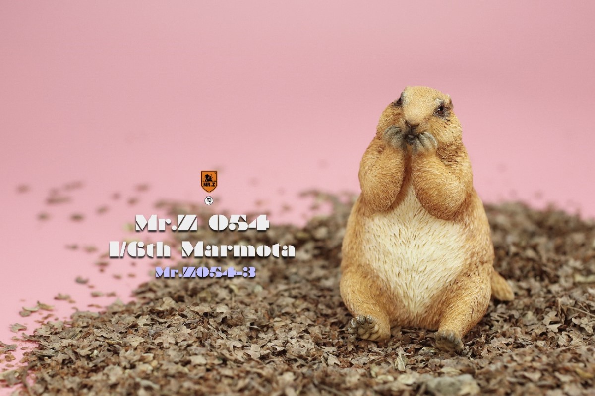 Marmota 1/6