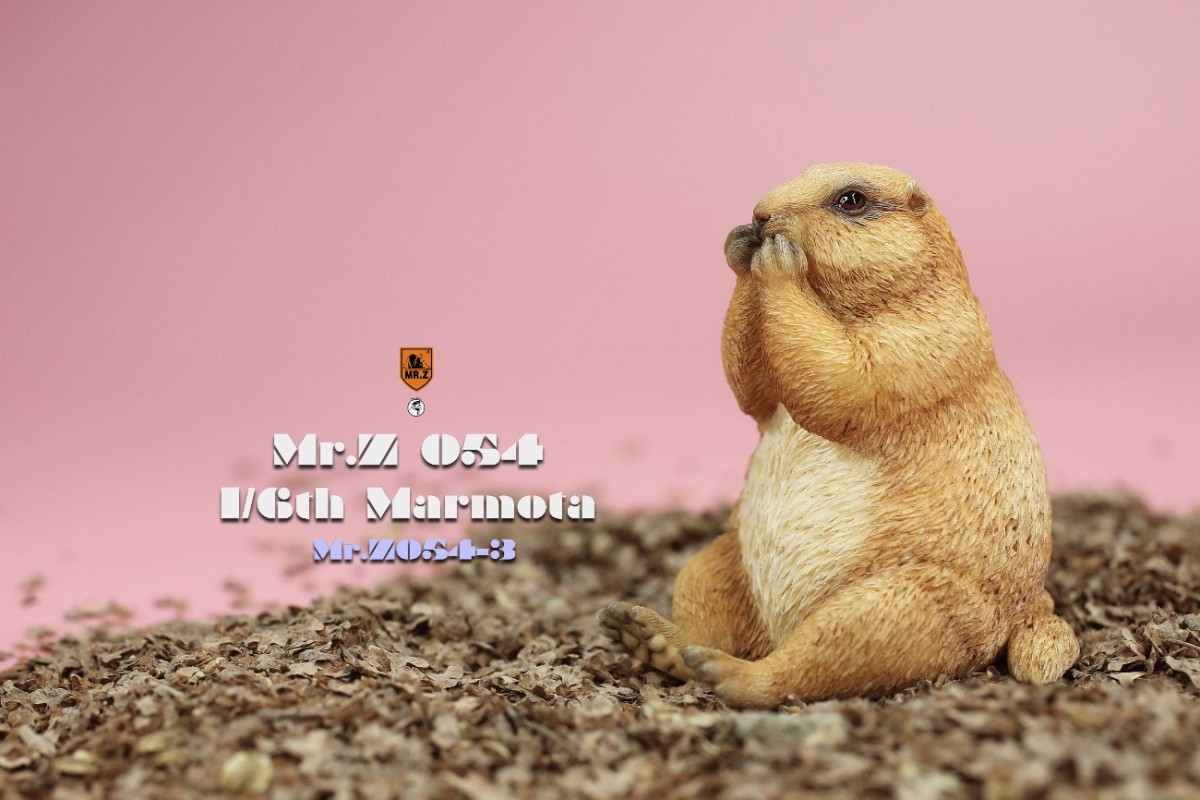 Marmota 1/6