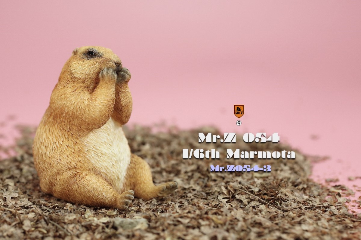 Marmota 1/6