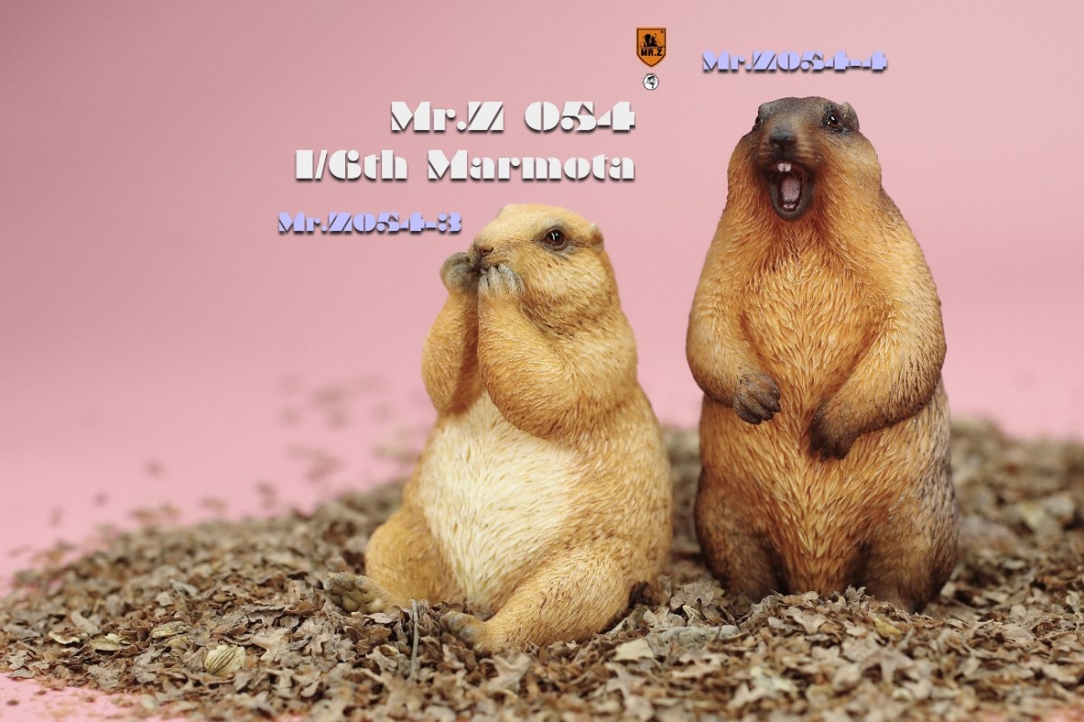 Marmota 1/6