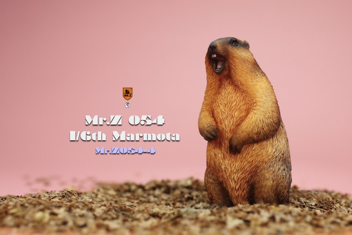 Marmota 1/6