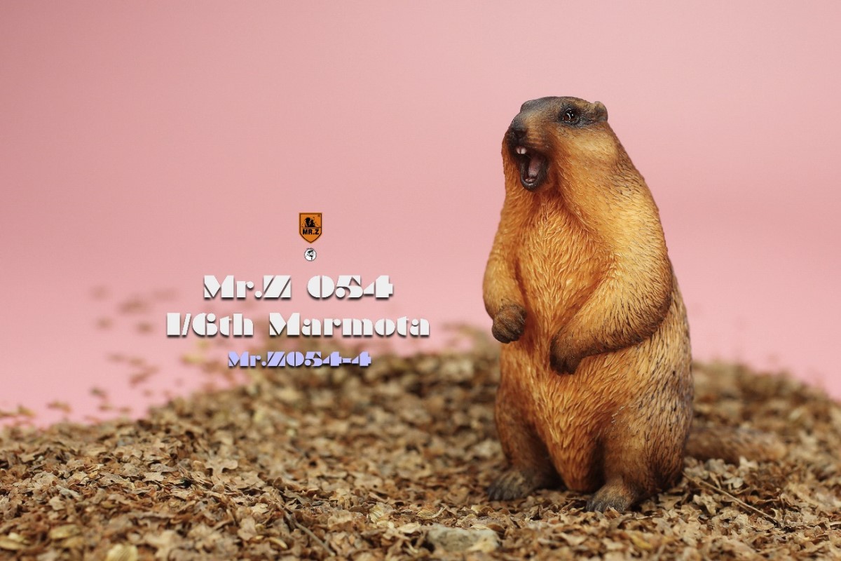 Marmota 1/6