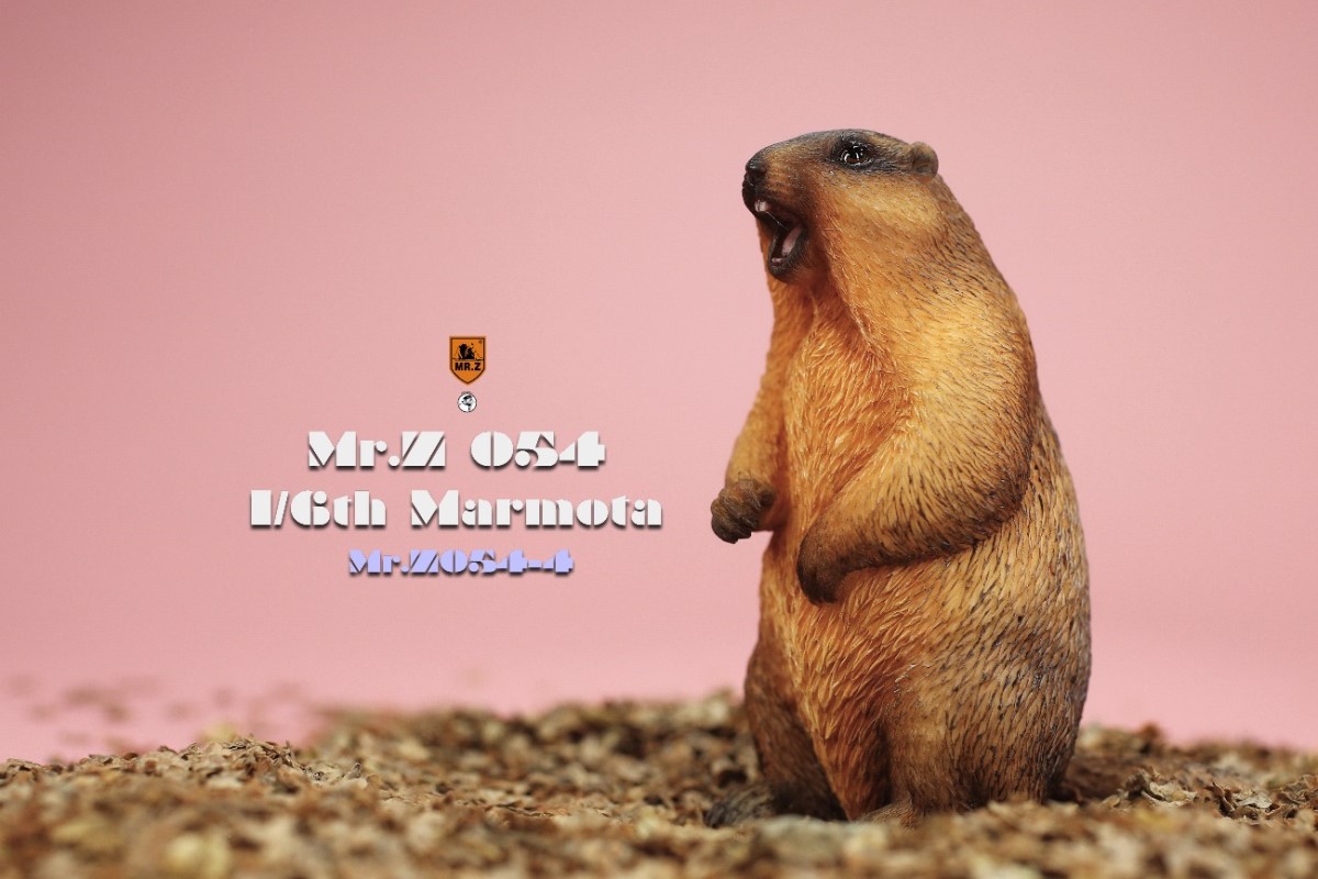 Marmota 1/6