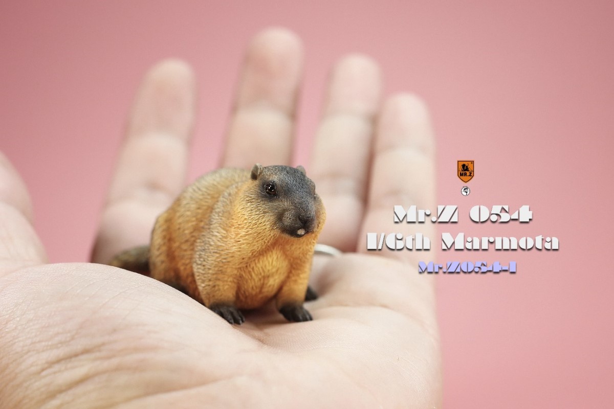 Marmota 1/6