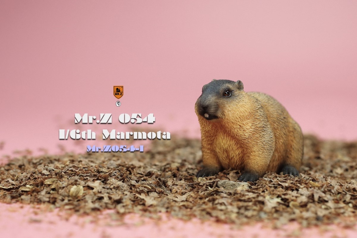 Marmota 1/6
