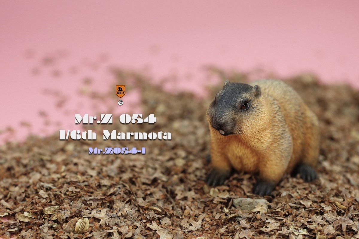 Marmota 1/6