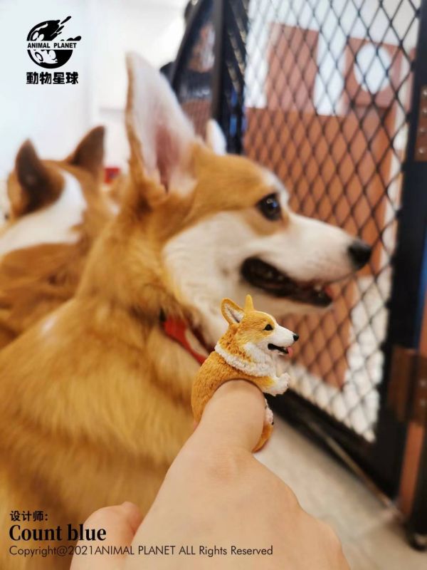 Count Blue Ring Dog