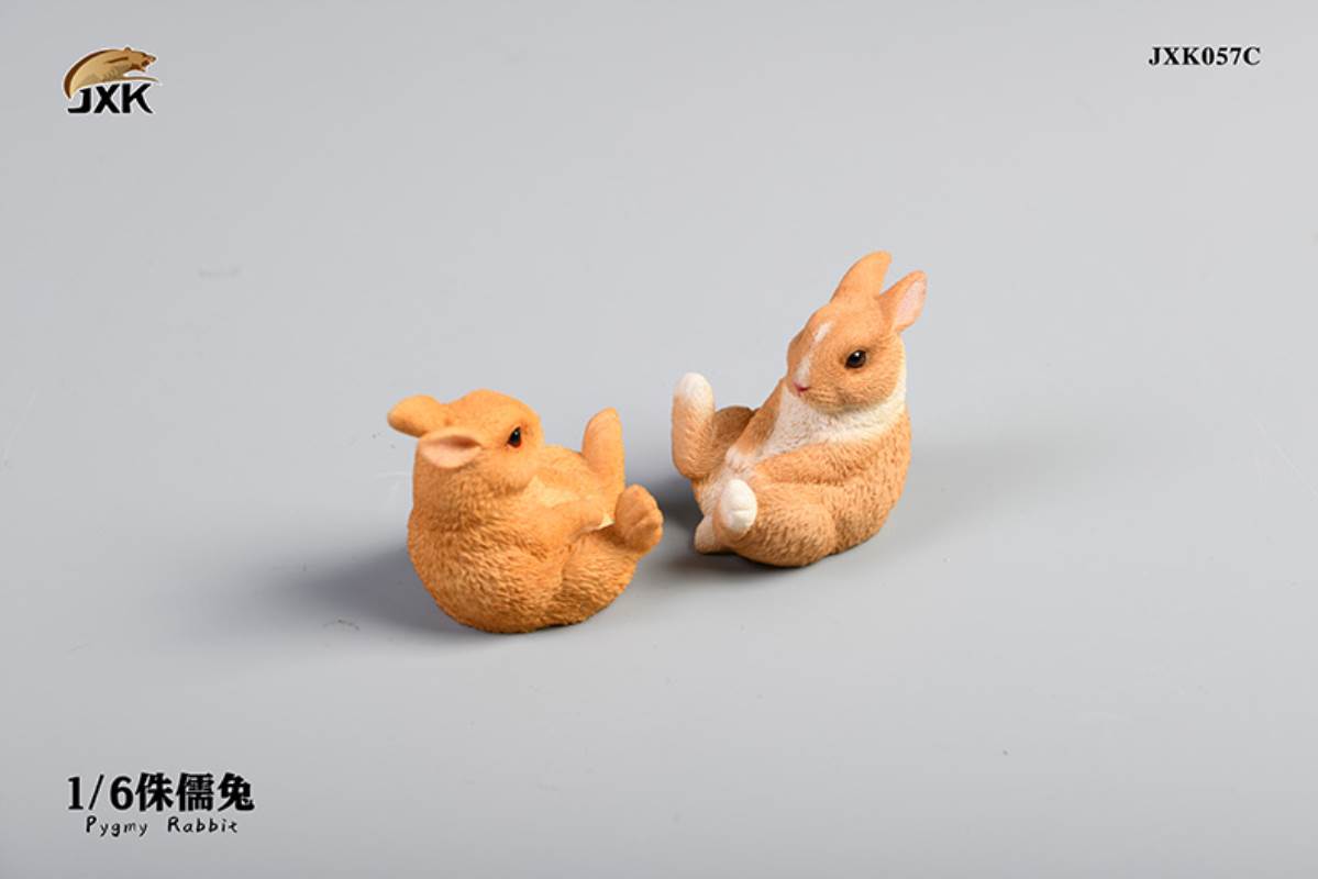 Brachylagus idahoensis  1/6