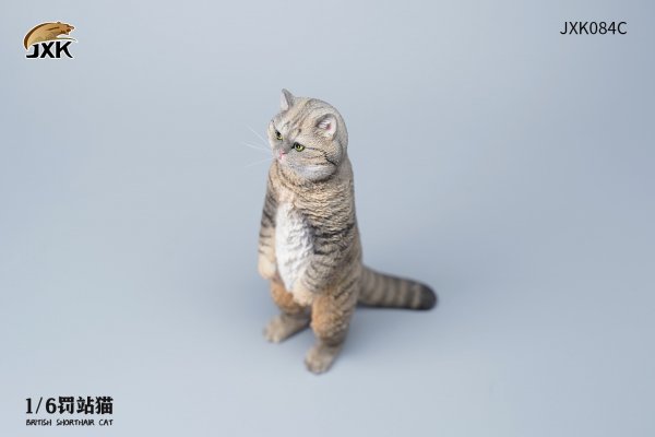 British Shorthair Cat (JXK084) 1/6