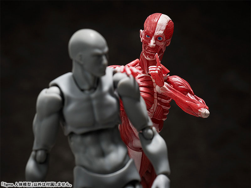 figma Human Anatomical Model