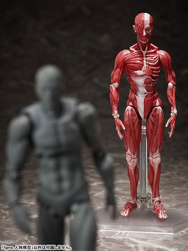 figma Human Anatomical Model